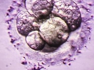 上海可以做三代试管的医院名单公布，每一家都是不错选择